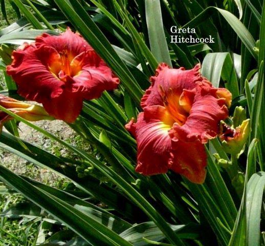 greta